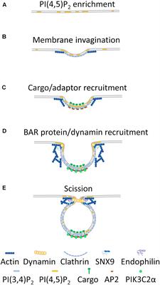 Membrane Heterogeneity Controls Cellular Endocytic Trafficking